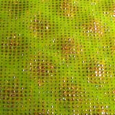 Glitteres tüll - MELA VERDE